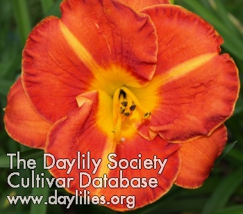 Daylily Summer Smiles